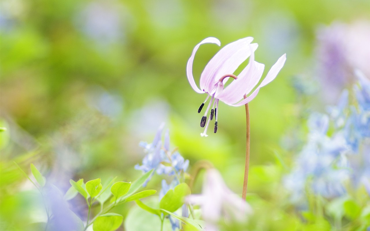 Wildflower Desktop Wallpaper #24 - 1280x800