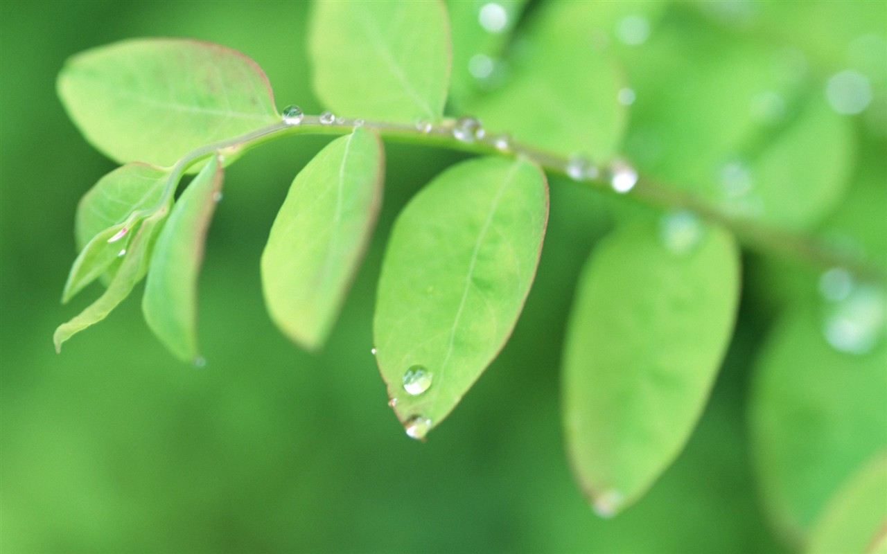 Fresh green leaf wallpaper (1) #1 - 1280x800