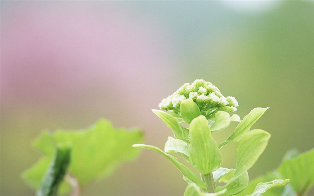 Fresh green leaf wallpaper (1) #2 - 1280x800