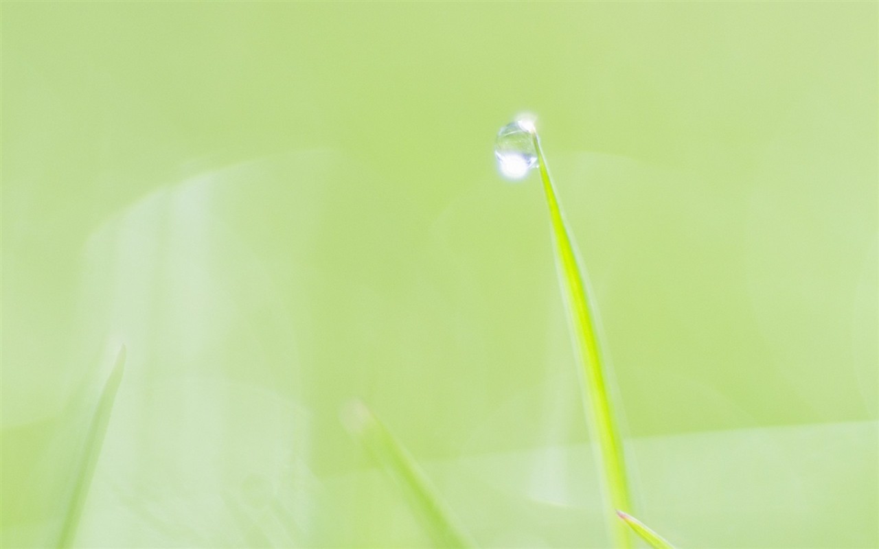 Fresh green leaf wallpaper (1) #3 - 1280x800