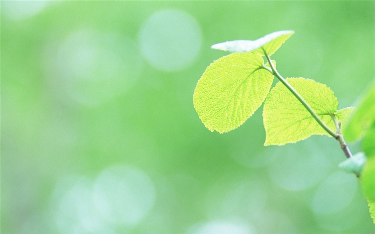 Fresh green leaf wallpaper (1) #4 - 1280x800