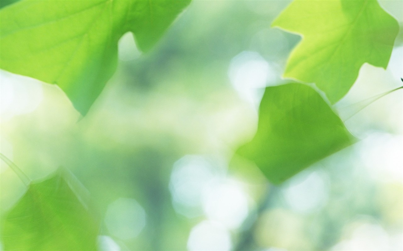Fresh green leaf wallpaper (1) #5 - 1280x800