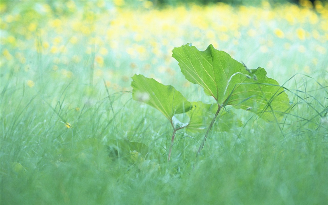 Fresh green leaf wallpaper (1) #6 - 1280x800