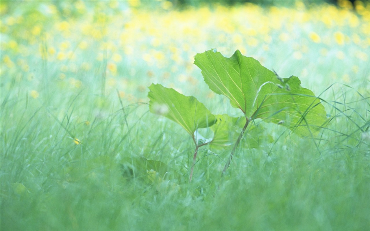 신선한 녹색 잎의 벽지 (1) #6 - 1280x800