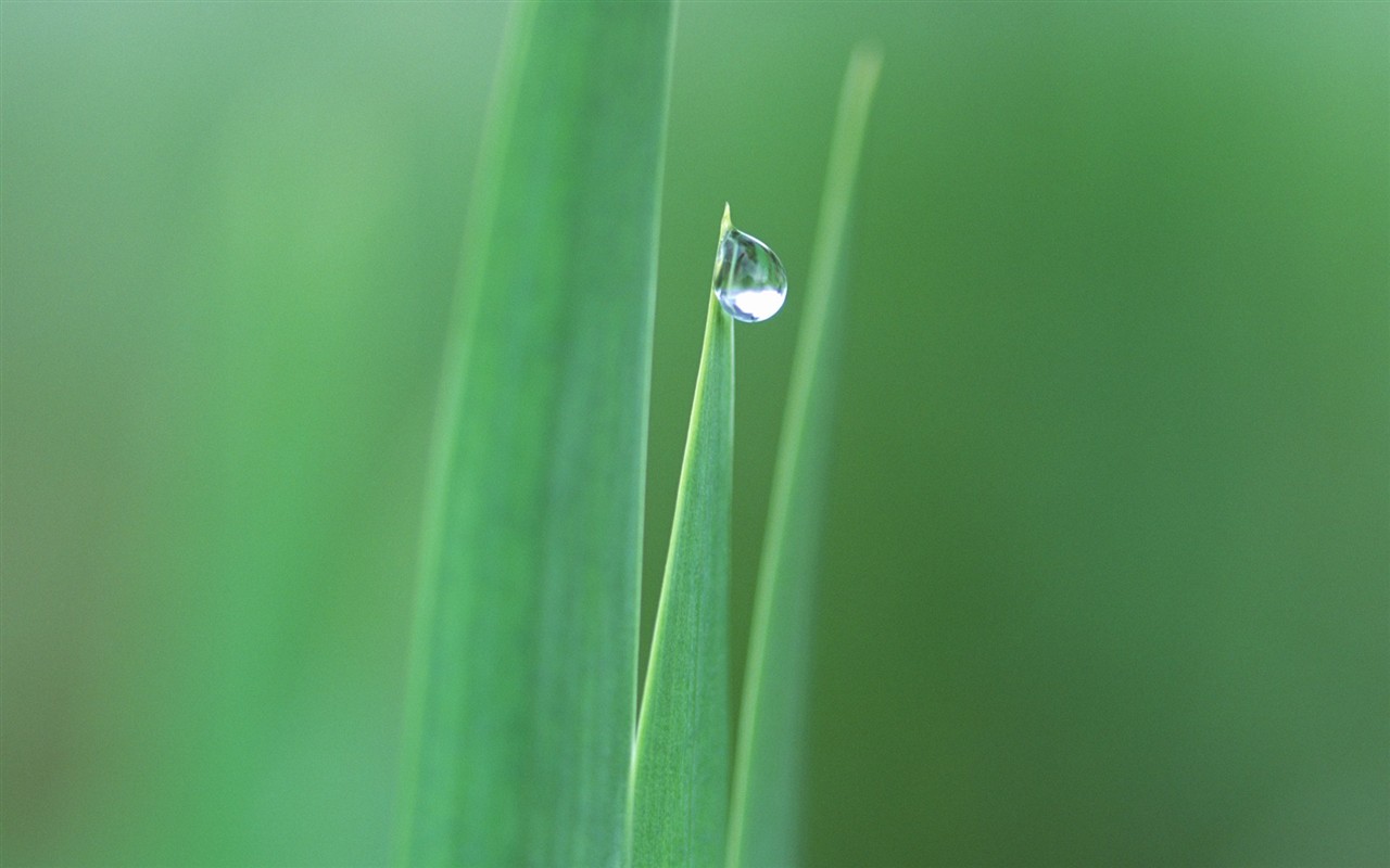 Fresh green leaf wallpaper (1) #7 - 1280x800