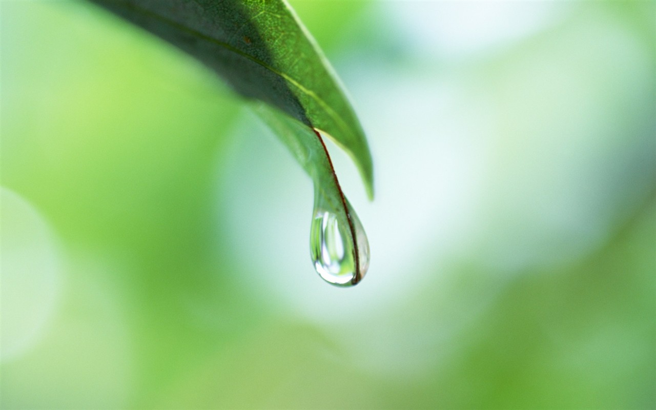 Fresh green leaf wallpaper (1) #8 - 1280x800
