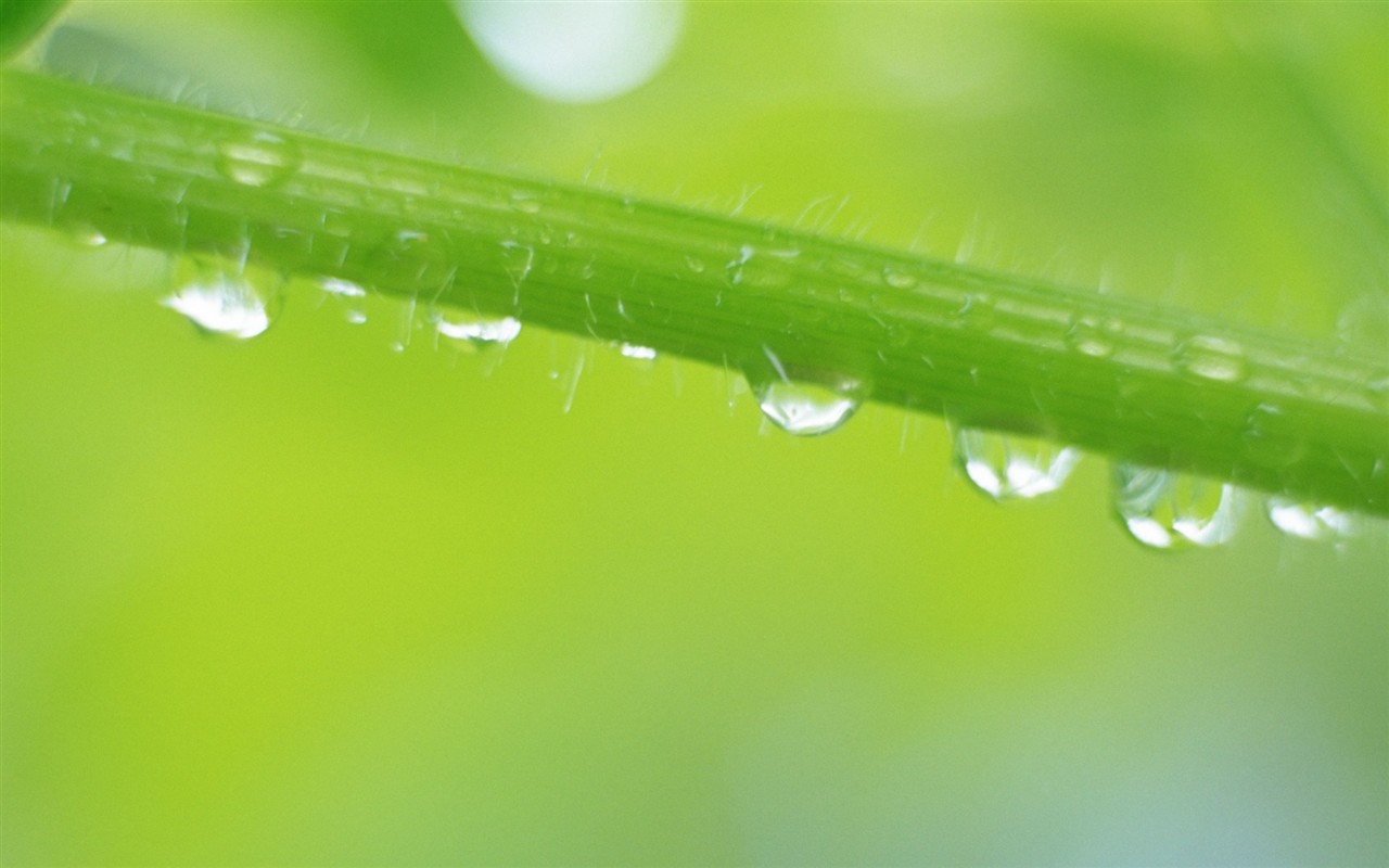 Fresh green leaf wallpaper (1) #9 - 1280x800