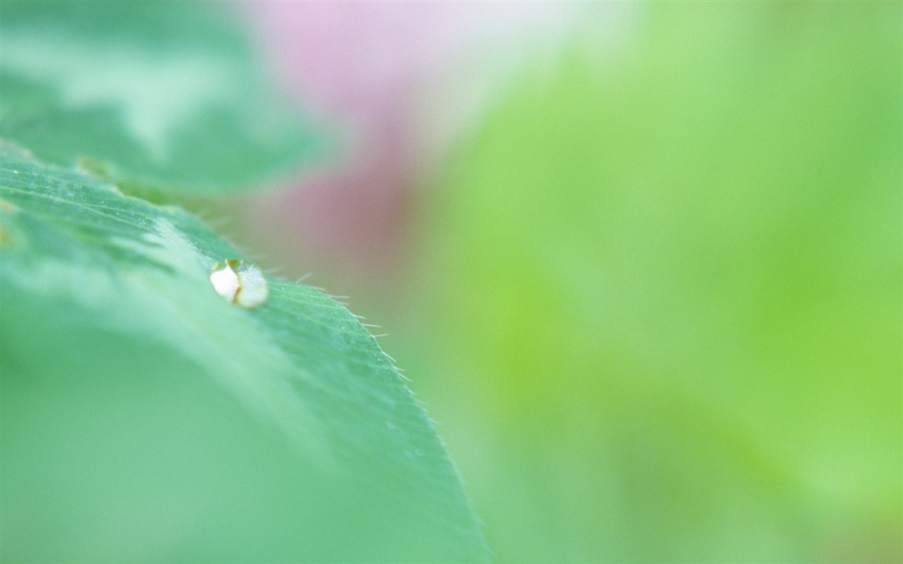 Fresh green leaf wallpaper (1) #10 - 1280x800