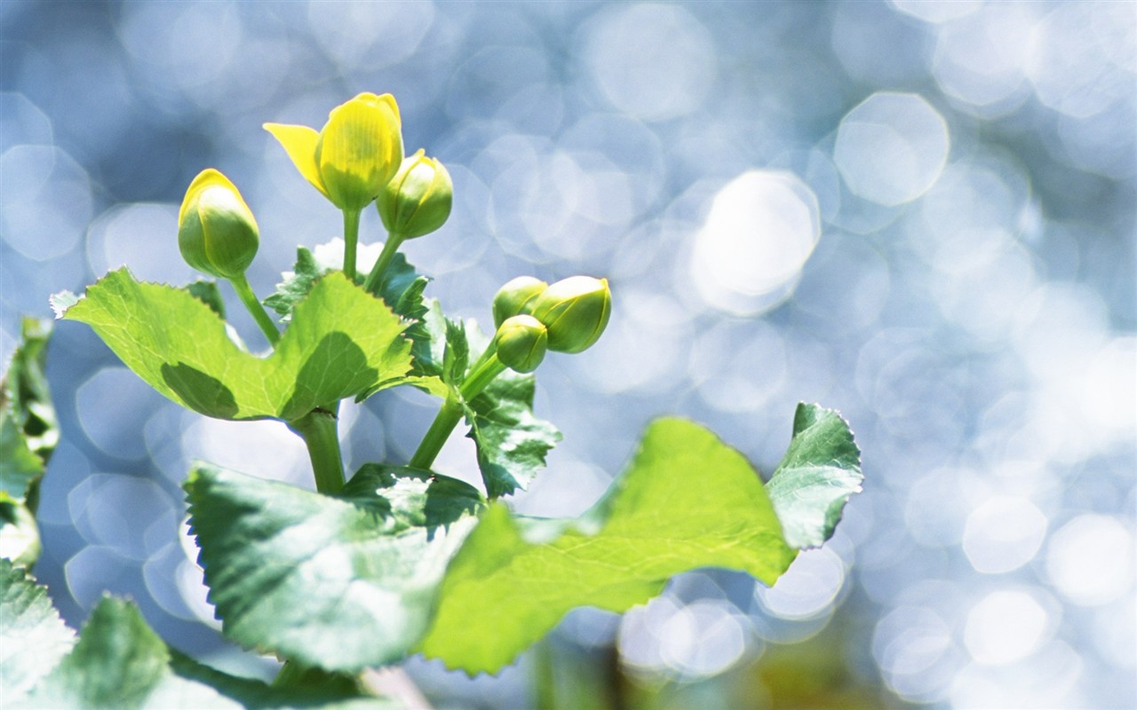 Fresh green leaf wallpaper (1) #11 - 1280x800