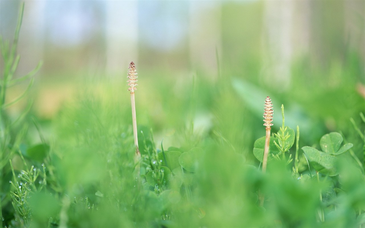 Fresh green leaf wallpaper (1) #14 - 1280x800