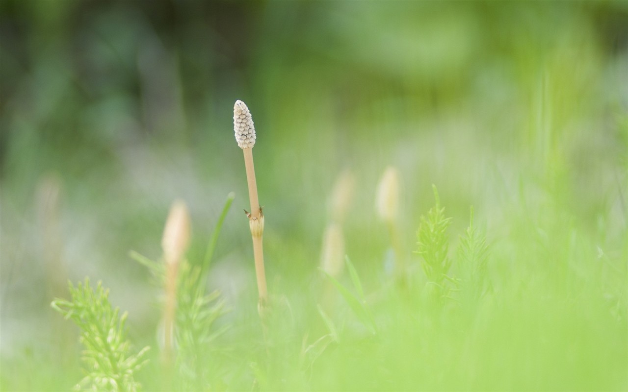 Fresh green leaf wallpaper (1) #15 - 1280x800