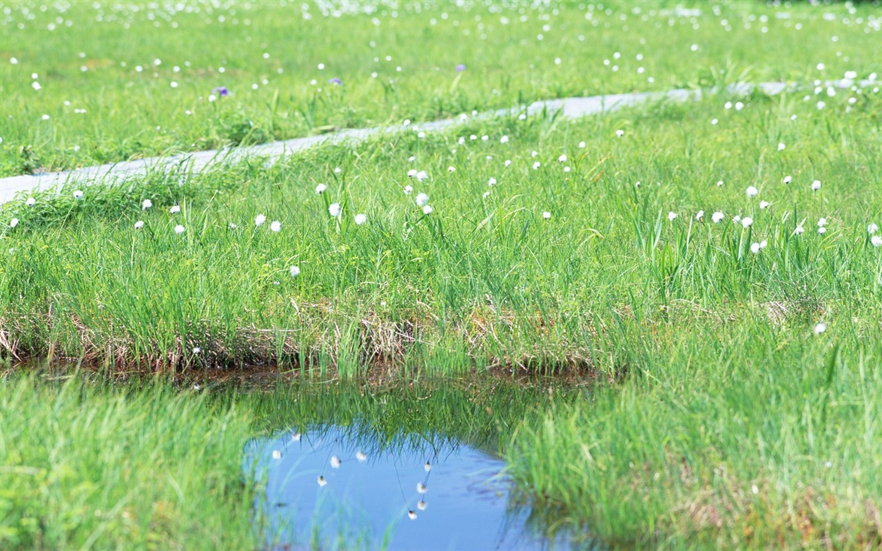 Fresh green leaf wallpaper (1) #17 - 1280x800