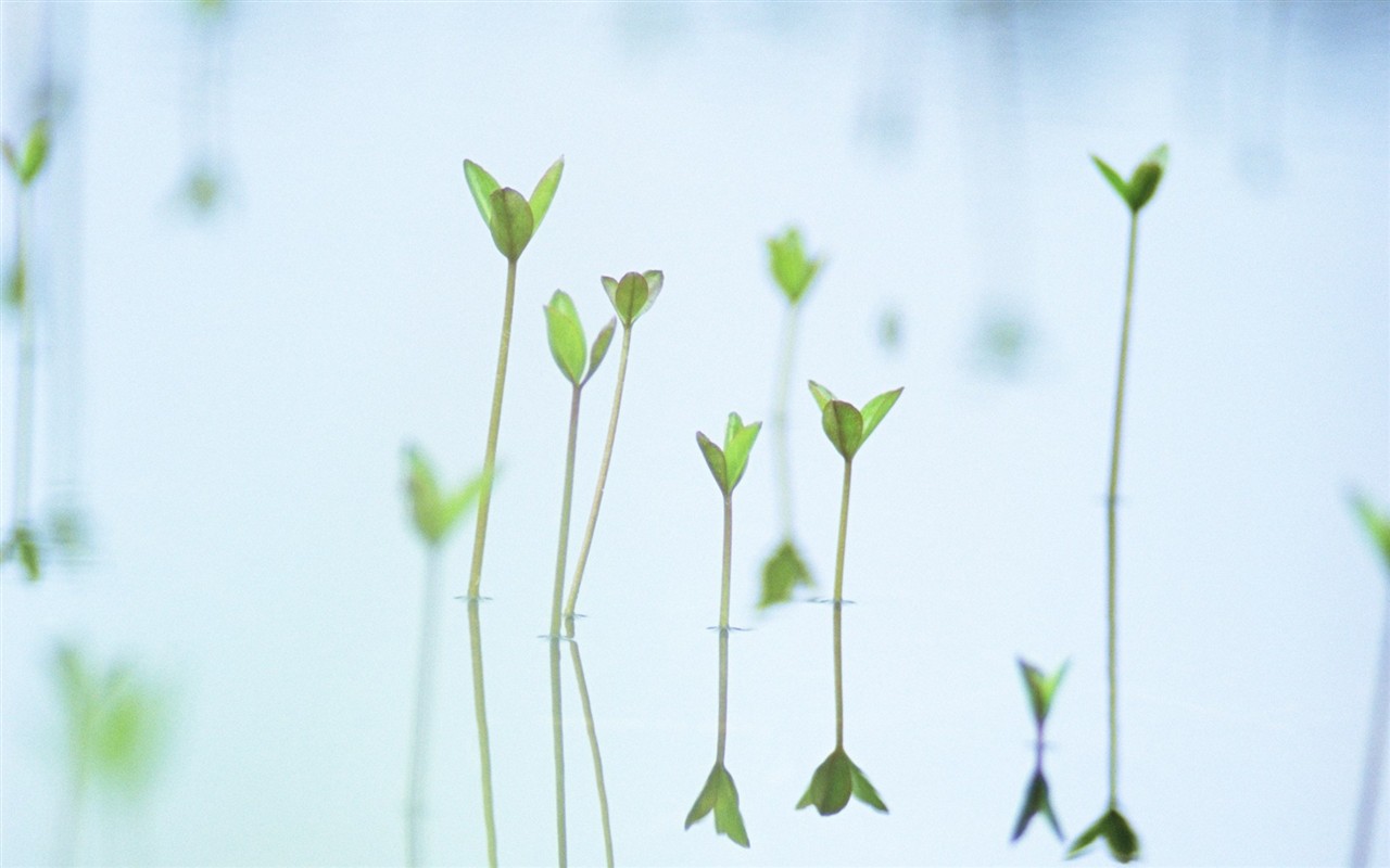 Fresh green leaf wallpaper (1) #20 - 1280x800