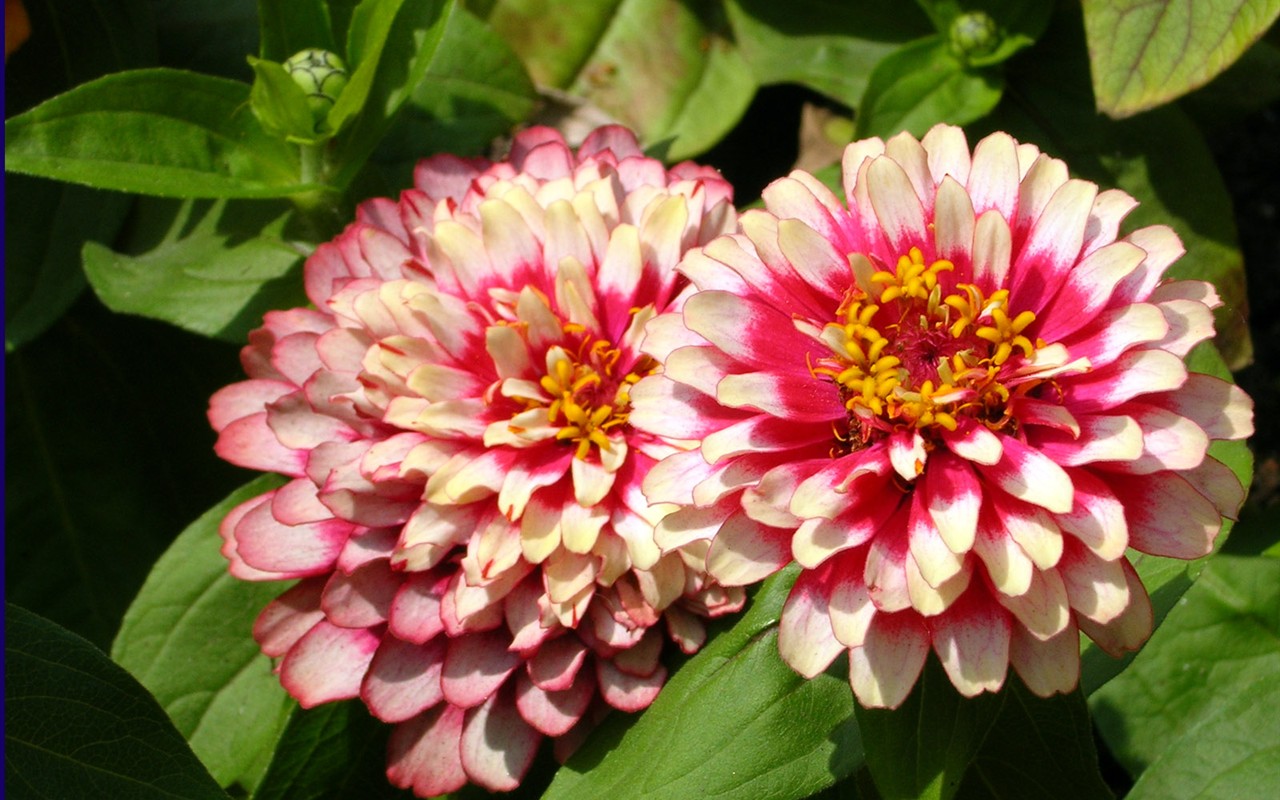 Beautiful Flowers wallpaper (1) #11 - 1280x800