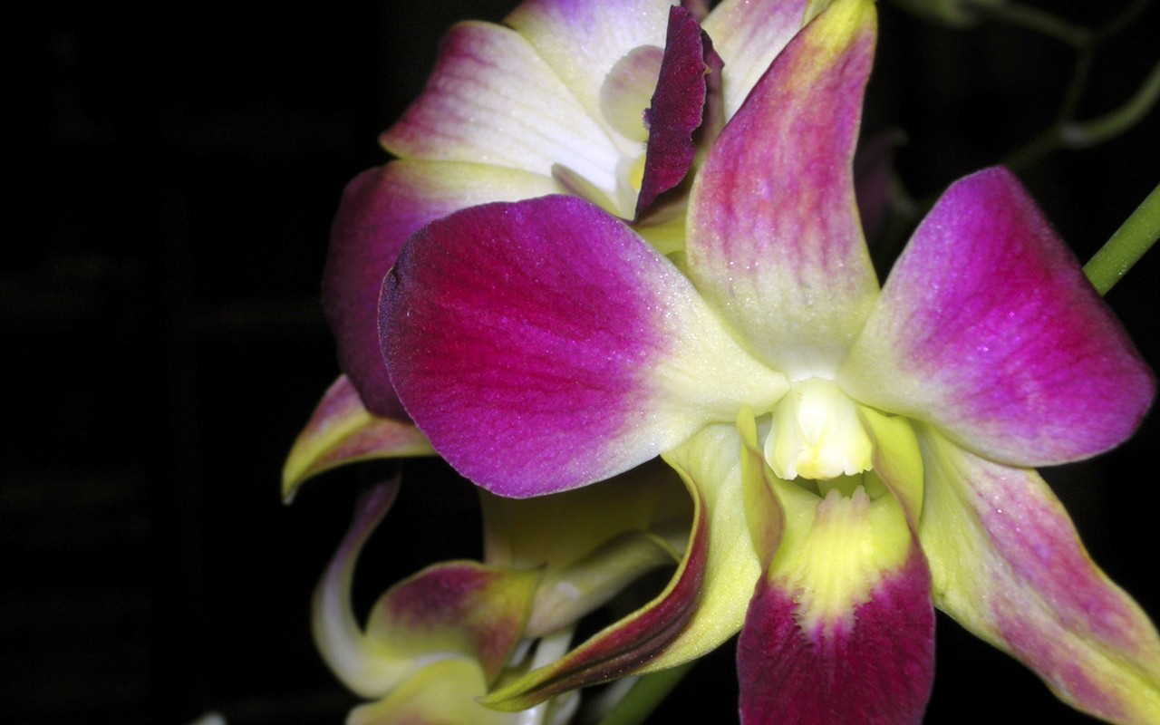 Beautiful Flowers wallpaper (1) #14 - 1280x800