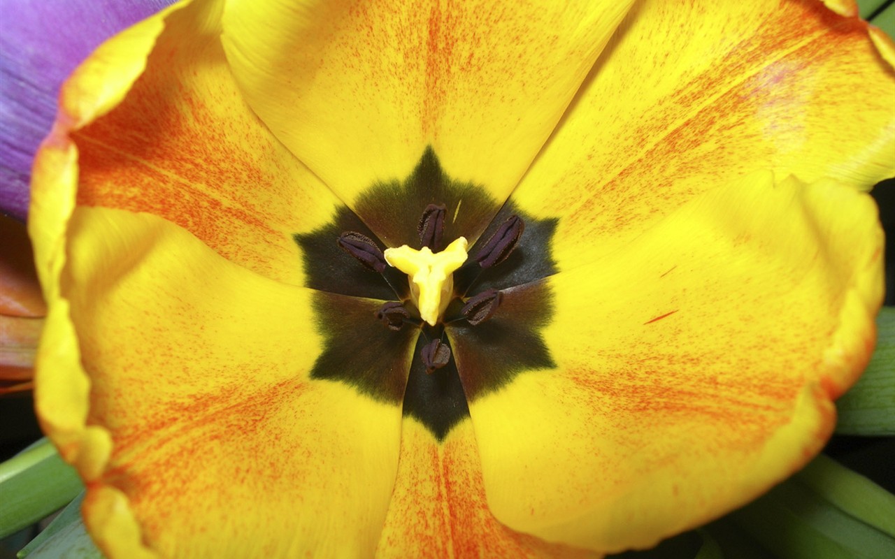 Beautiful Flowers wallpaper (1) #15 - 1280x800
