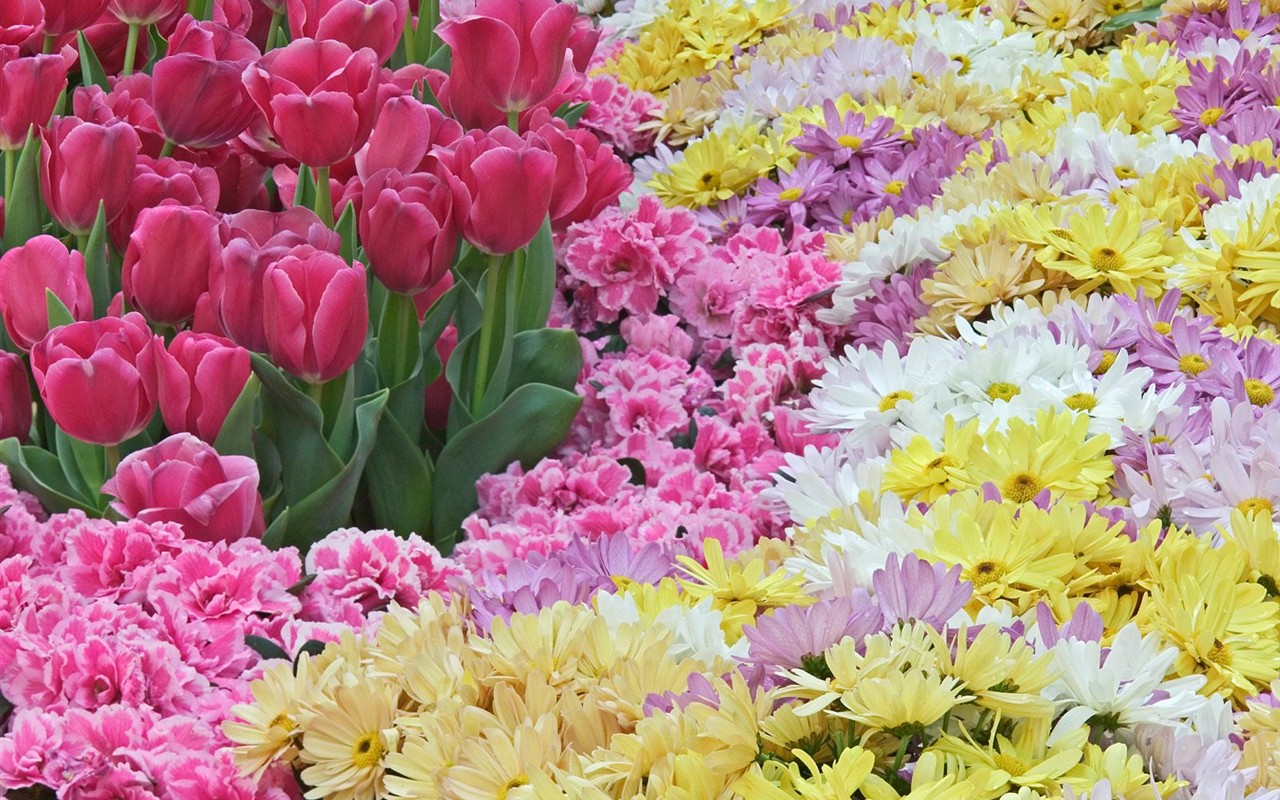 美麗鮮花桌面壁紙(一) #18 - 1280x800