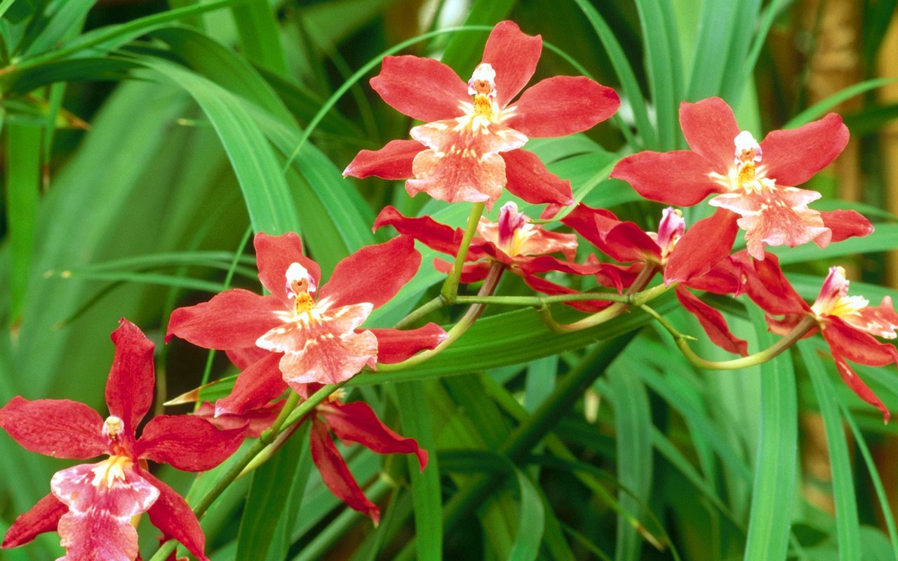 美丽鲜花桌面壁纸(一)21 - 1280x800