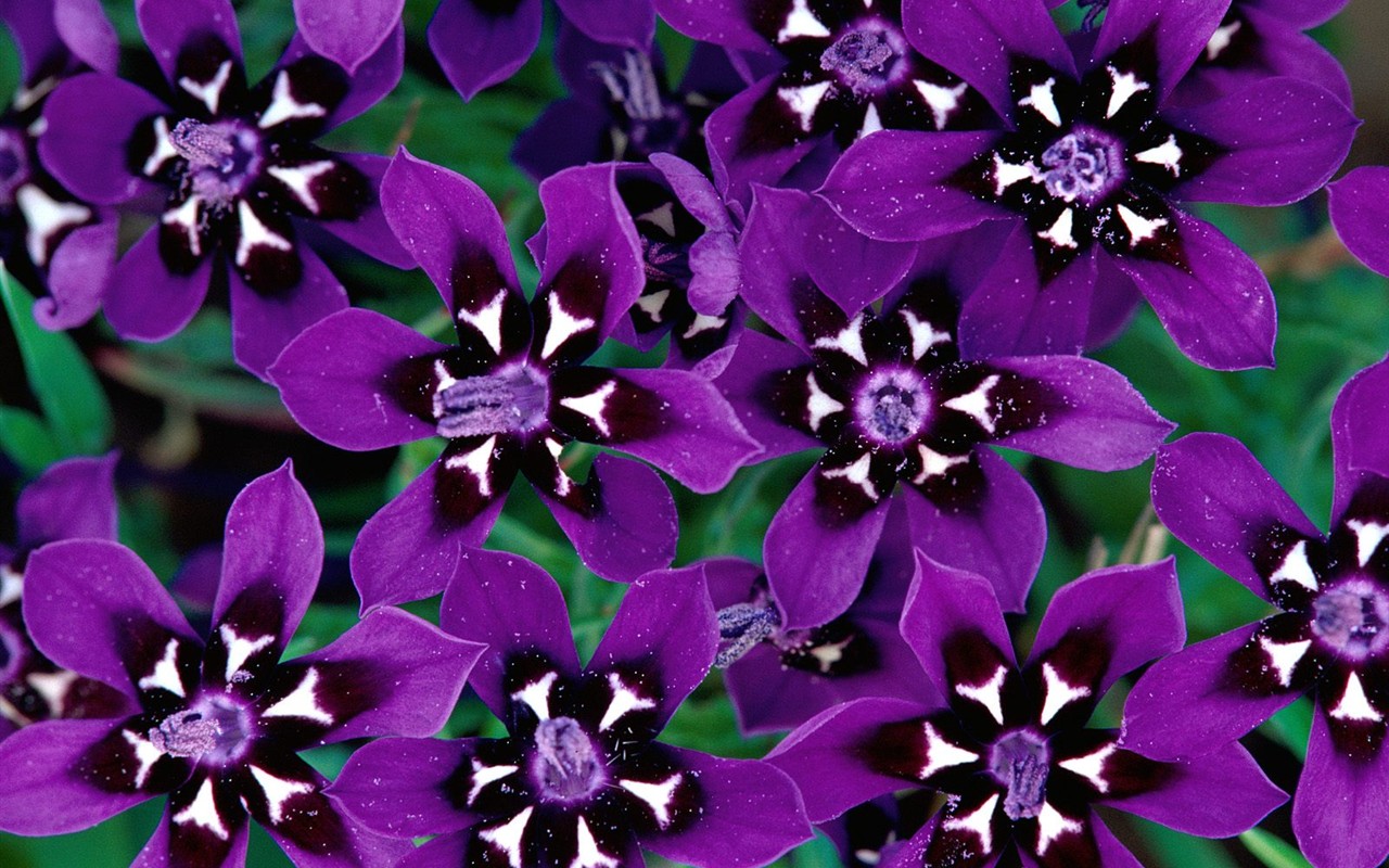 Beautiful Flowers wallpaper (1) #31 - 1280x800