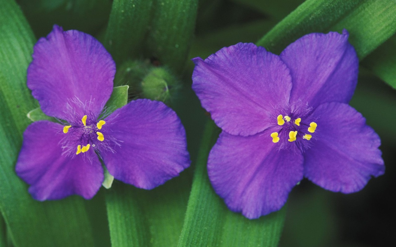 美丽鲜花桌面壁纸(一)32 - 1280x800