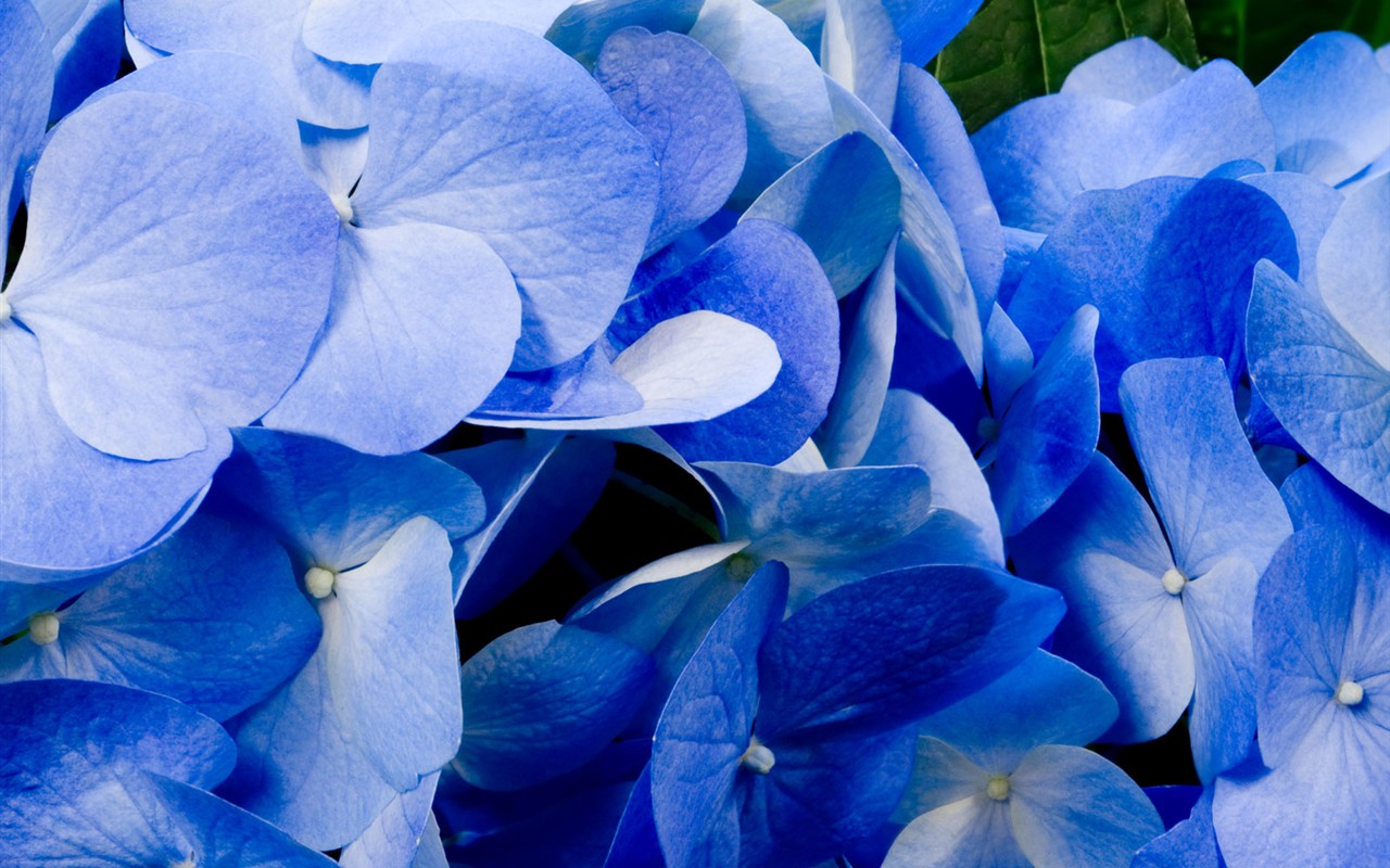 Beautiful Flowers wallpaper (1) #38 - 1280x800