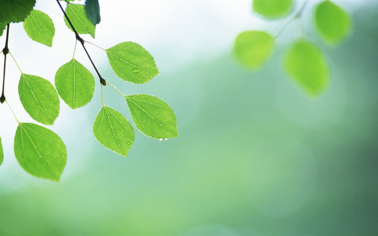 Fresh green leaf wallpaper (2) #3 - 1280x800