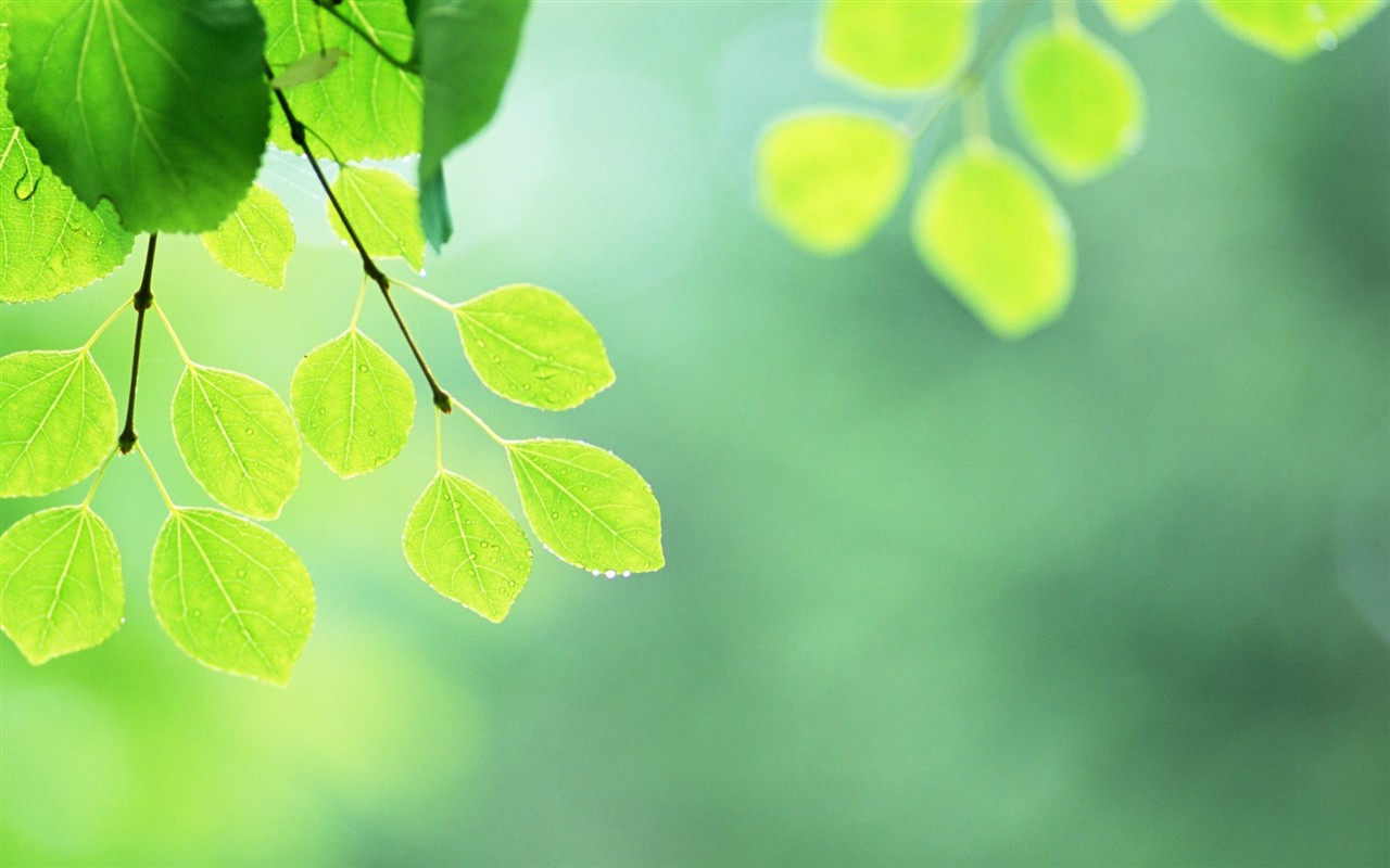 Fresh green leaf wallpaper (2) #6 - 1280x800