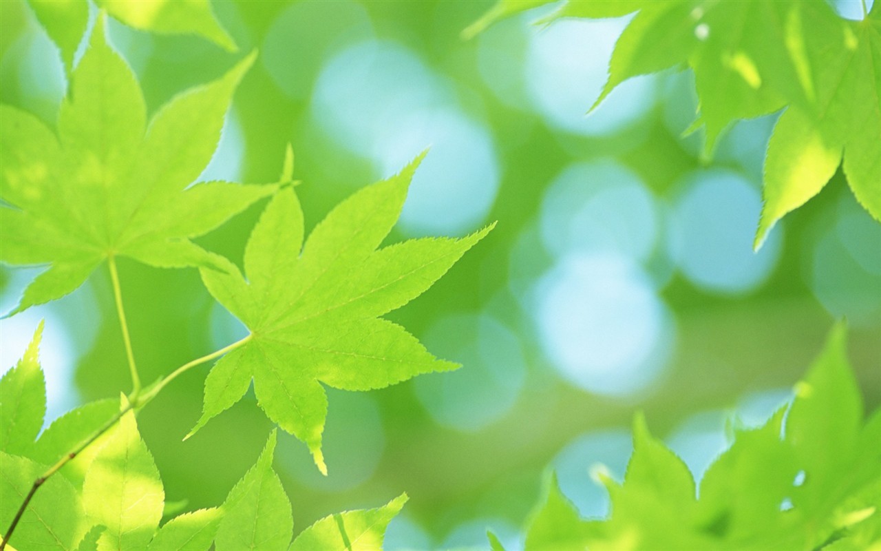 Fresh green leaf wallpaper (2) #7 - 1280x800