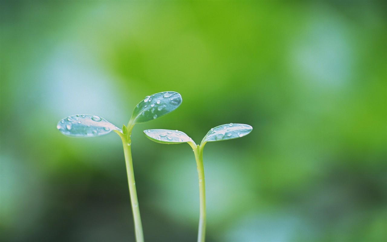 Fresh green leaf wallpaper (2) #13 - 1280x800