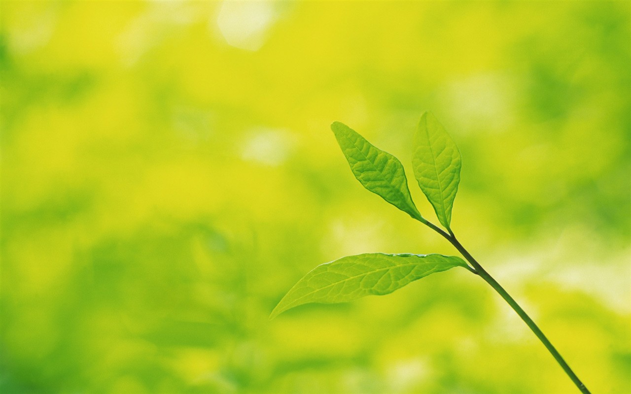 Fresh green leaf wallpaper (2) #16 - 1280x800