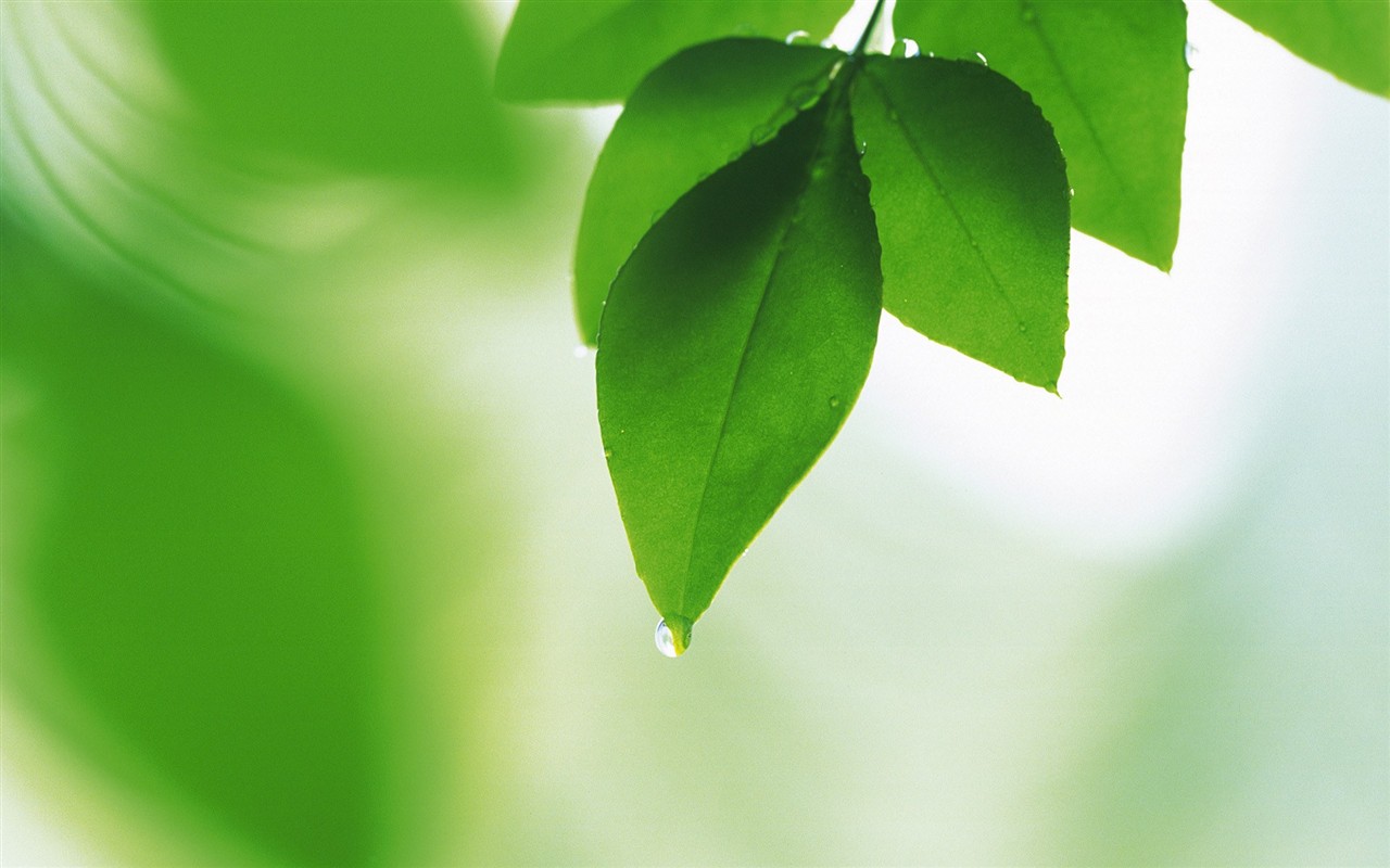 Fresh green leaf wallpaper (2) #19 - 1280x800