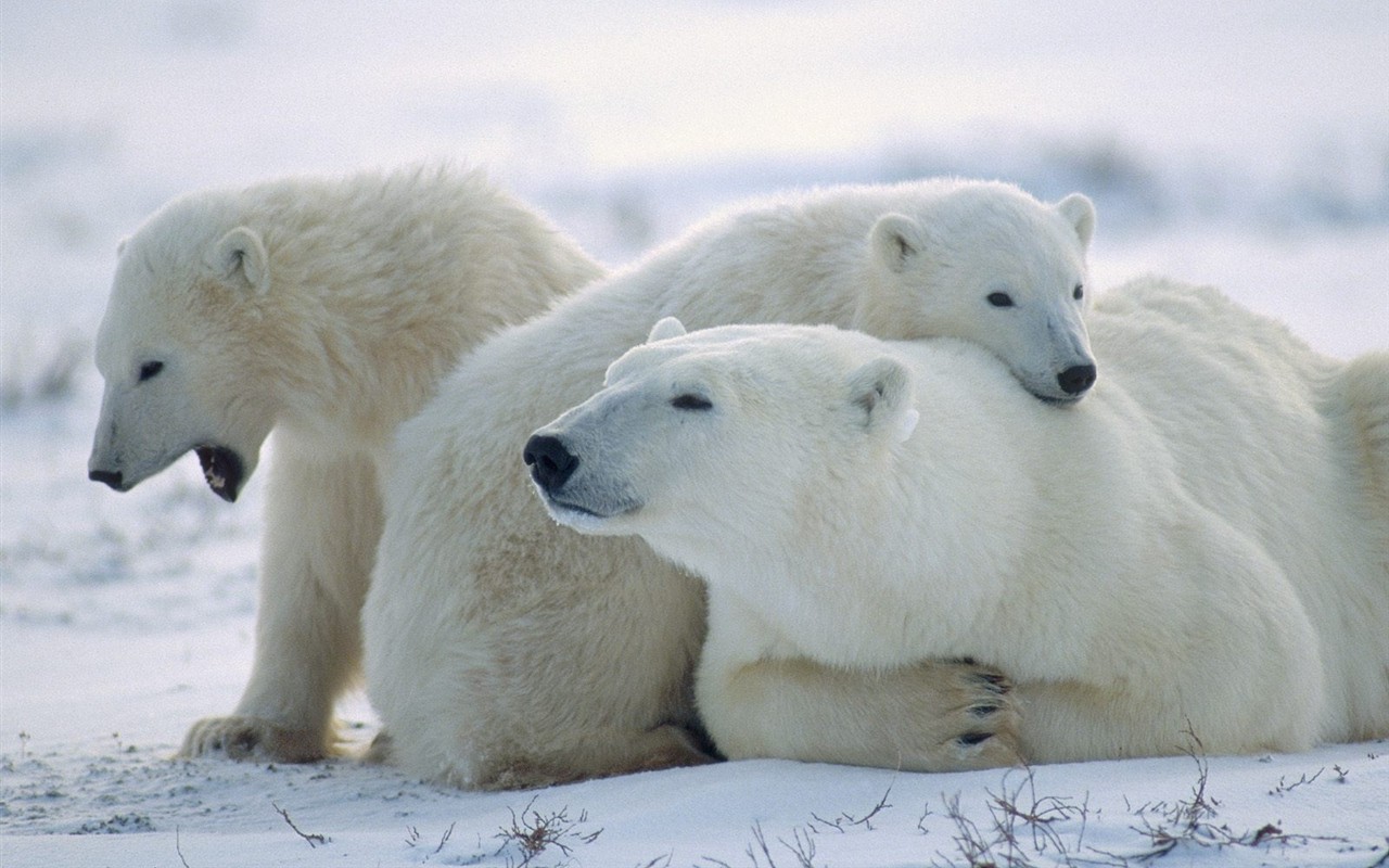 Animal Wallpaper Collection (5) #5 - 1280x800