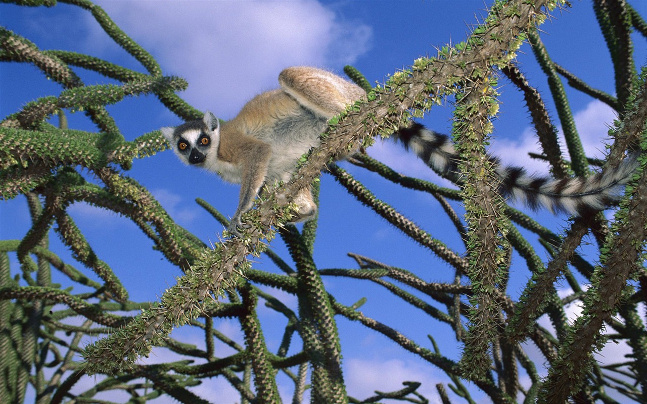 HD Animals Wallpapers Collection (2) #8 - 1280x800