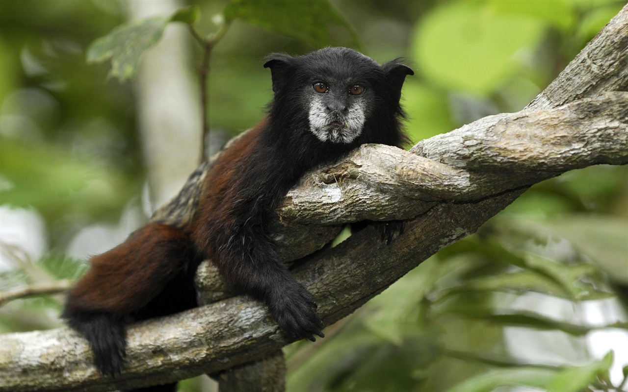 Colección HD Fondos de Animales (2) #17 - 1280x800