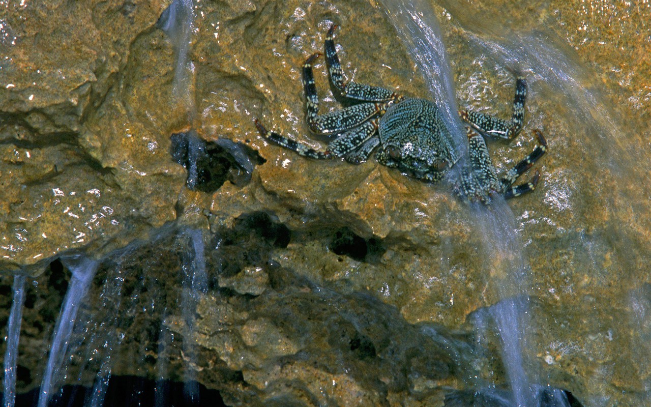 高清動物壁紙合集(二) #18 - 1280x800