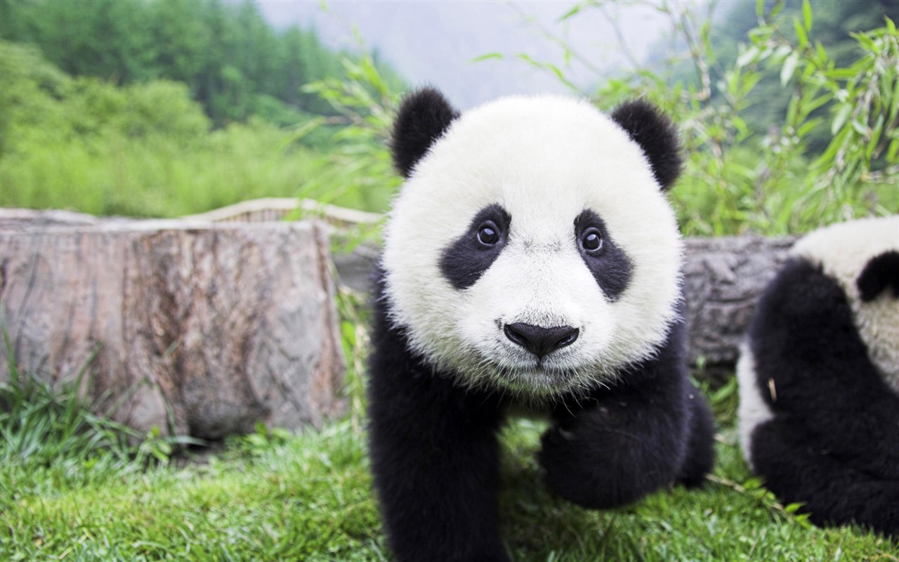 高清動物壁紙合集(二) #20 - 1280x800