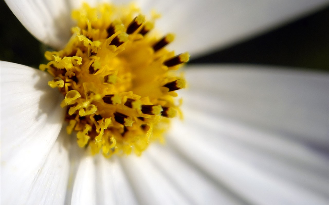 Beautiful Flowers wallpaper (1) #2 - 1280x800