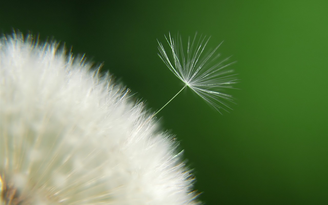 美麗鮮花桌面壁紙(一) #3 - 1280x800