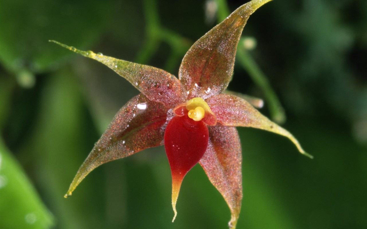 Beautiful Flowers wallpaper (1) #5 - 1280x800