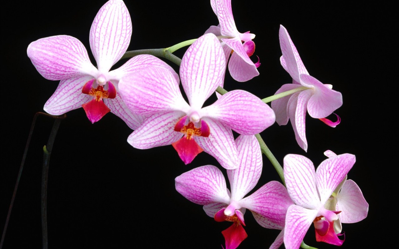 Beautiful Flowers wallpaper (2) #1 - 1280x800
