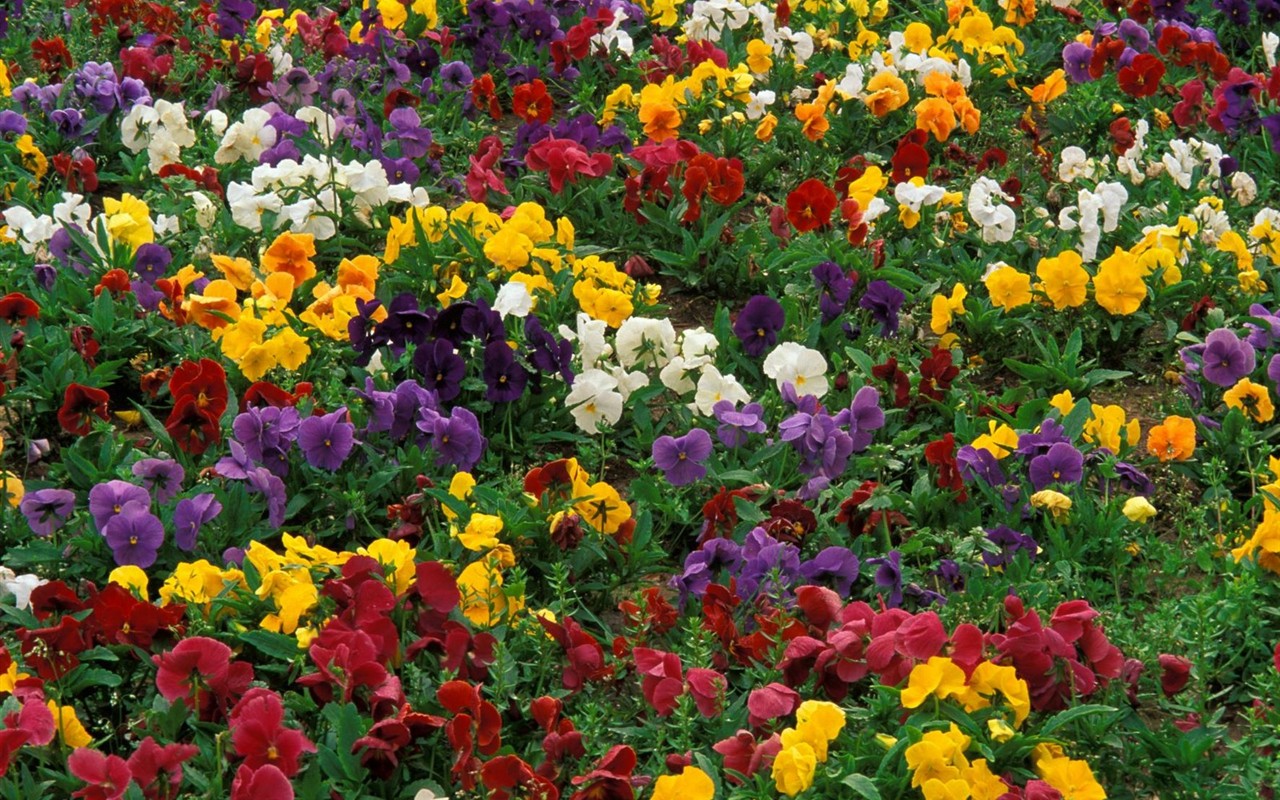 Hermoso fondo de pantalla Flores (2) #4 - 1280x800