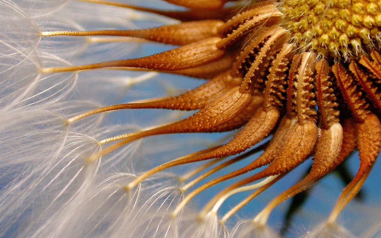 Beautiful Flowers wallpaper (2) #21 - 1280x800