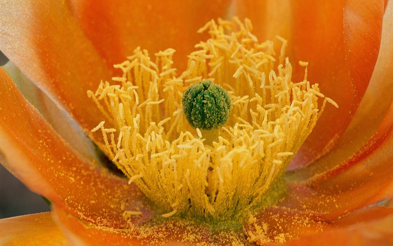 Beautiful Flowers wallpaper (2) #22 - 1280x800