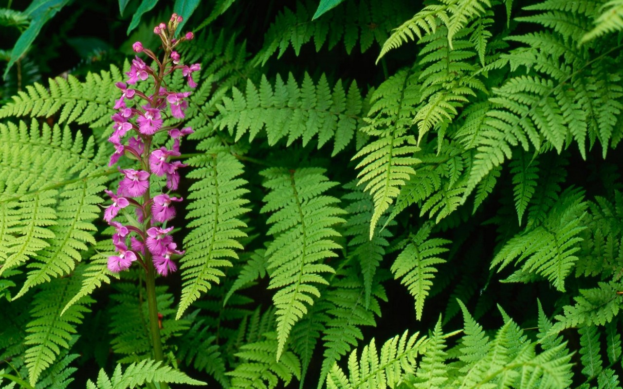 Belles fleurs fonds d'écran (2) #24 - 1280x800