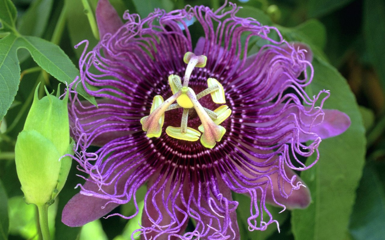Beautiful Flowers wallpaper (2) #25 - 1280x800