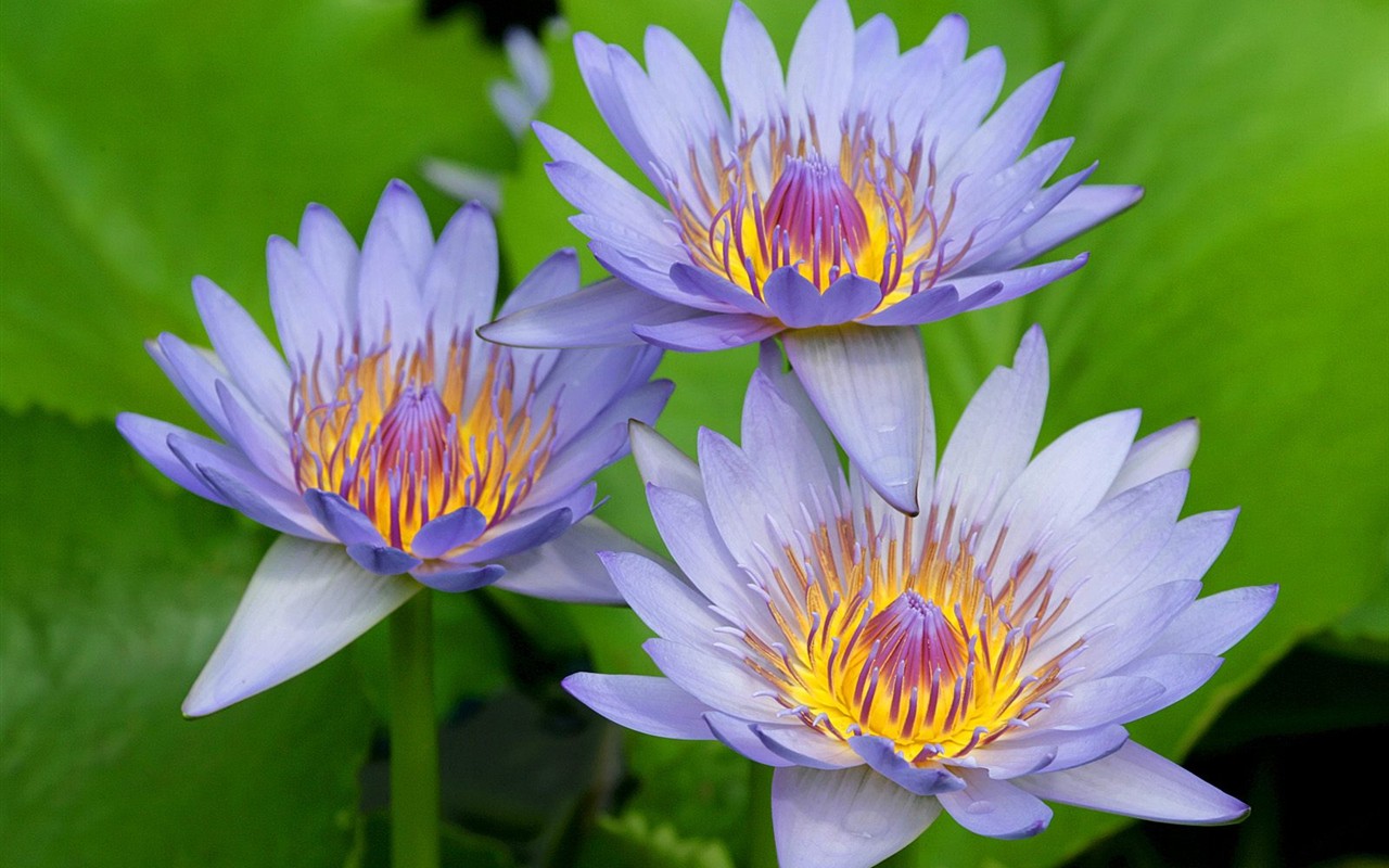 Beautiful Flowers wallpaper (2) #26 - 1280x800