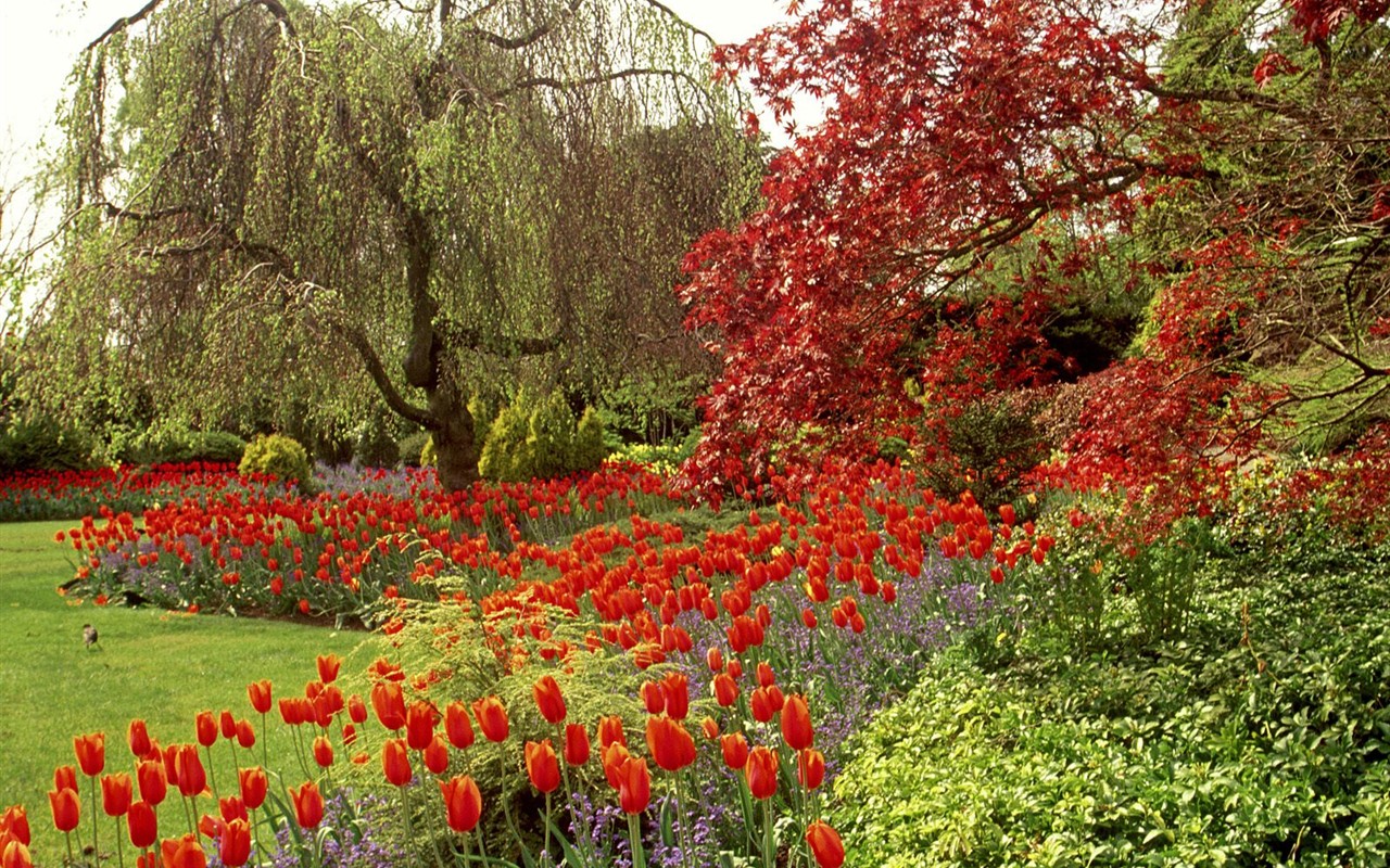 Beautiful Flowers wallpaper (2) #28 - 1280x800