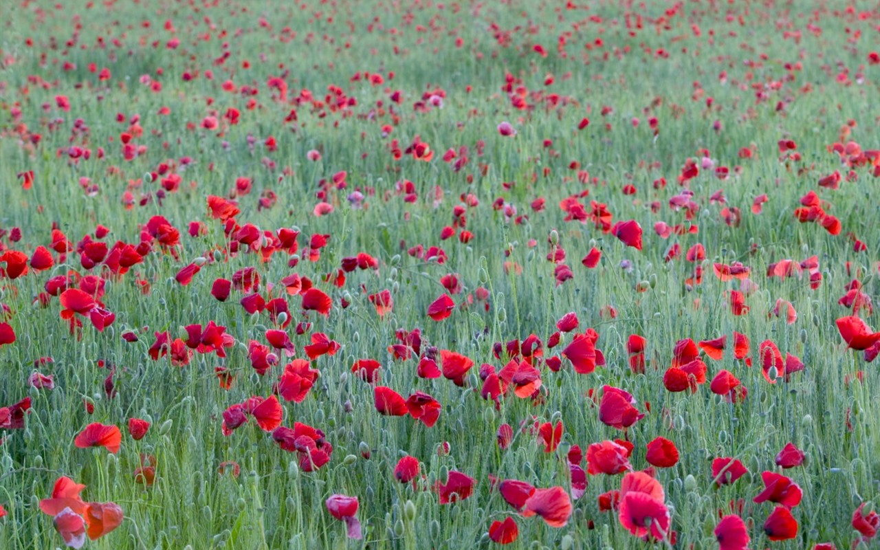 Beautiful Flowers wallpaper (2) #34 - 1280x800