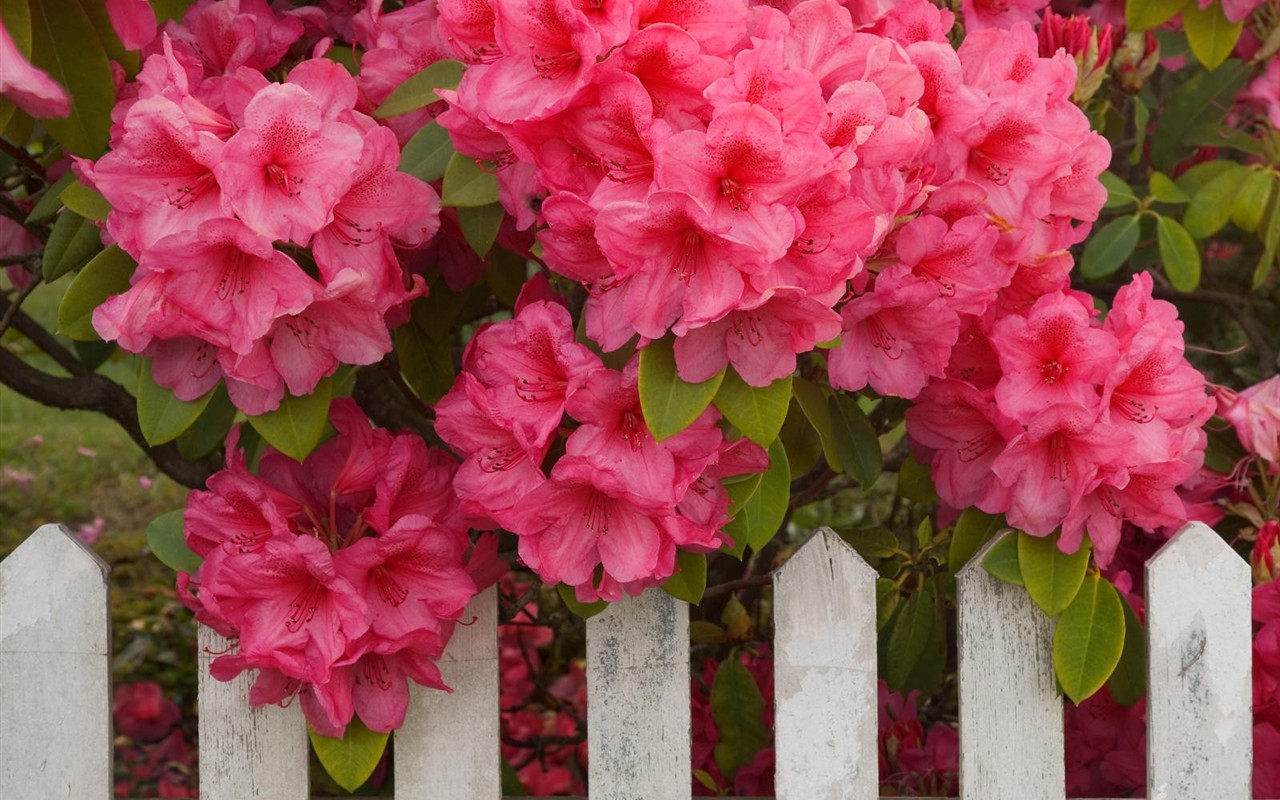 Beautiful Flowers wallpaper (2) #37 - 1280x800