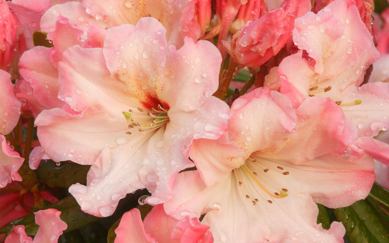 Beautiful Flowers wallpaper (2) #38 - 1280x800